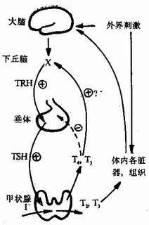 下丘脑－垂体－甲状腺轴反馈关系