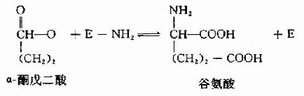 一、氨基酸的脱氨基作用