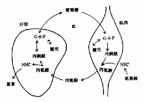 葡萄糖?丙氨酸循环