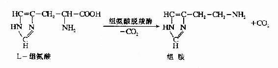 三、脱羧基作用