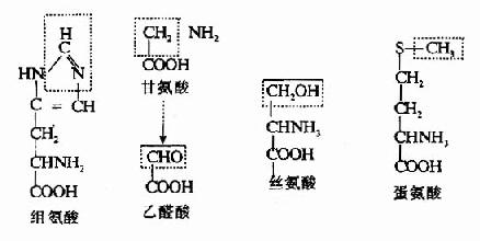 一碳单位的来源