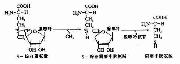 二、含硫氨基酸的代谢