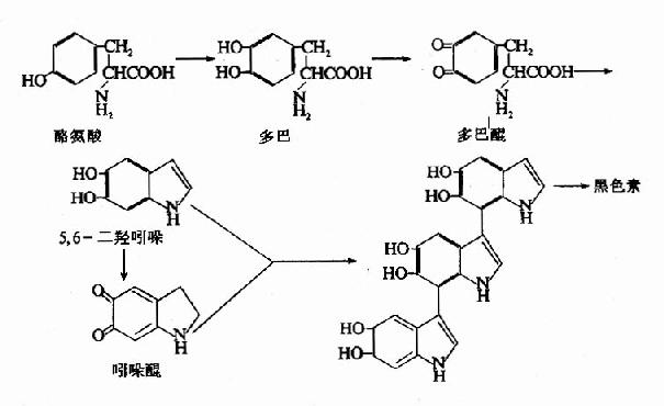 黑色素的生成