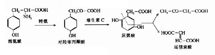 三、芳香族氨基酸的代谢