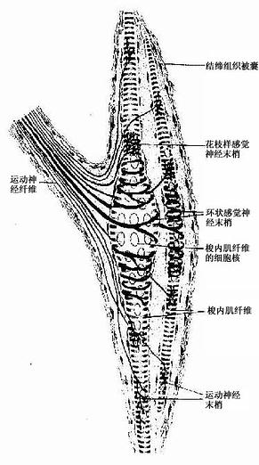 肌梭结构模式图 