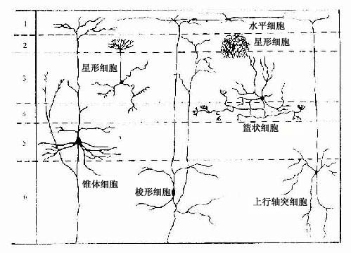 大脑皮质神经元的形态和分布 