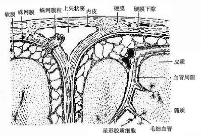  大脑冠状切面，示脑膜和血管