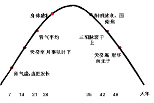 从肾气盛衰认识女性疾病