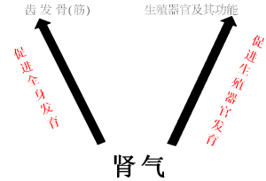 从肾气盛衰认识女性疾病